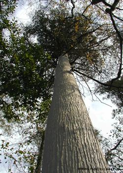 Alantic White Cedar in Scotland County North Carolina